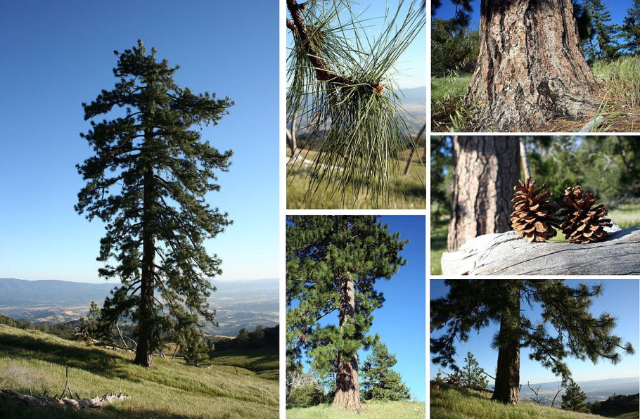 Pinus ponderosa penaz