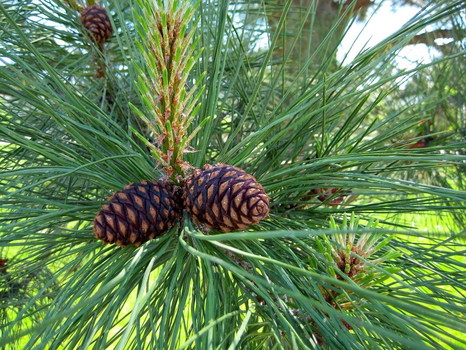 Сосна желтая Pinus Ponderosa