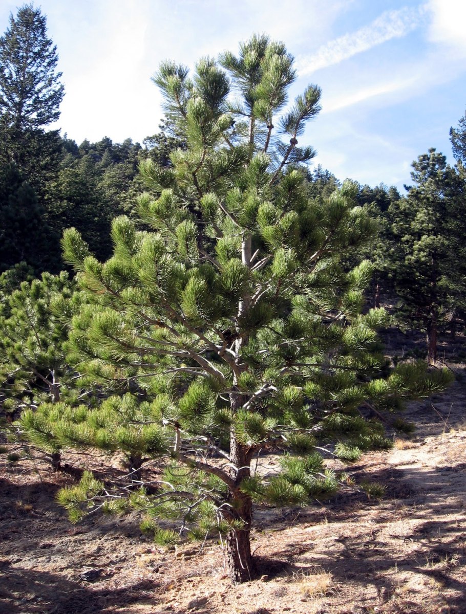 Сосна желтая Pinus Ponderosa