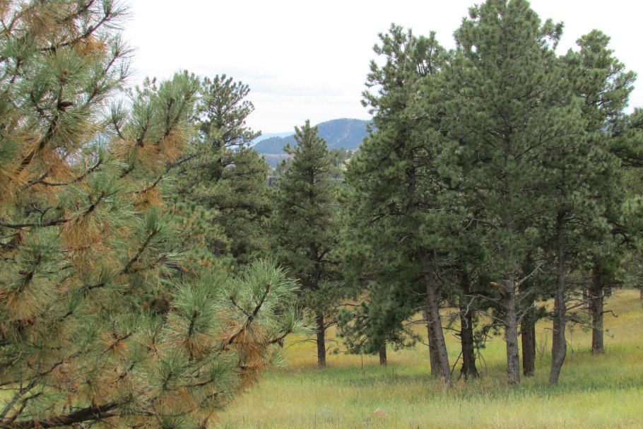Pinus Ponderosa Tree