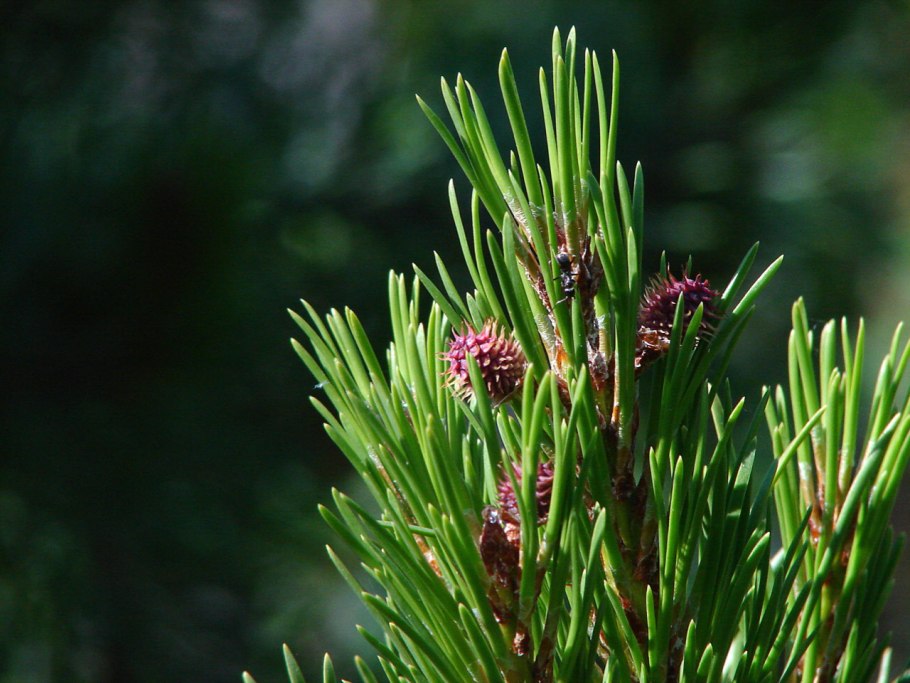 Pinus brachyptera