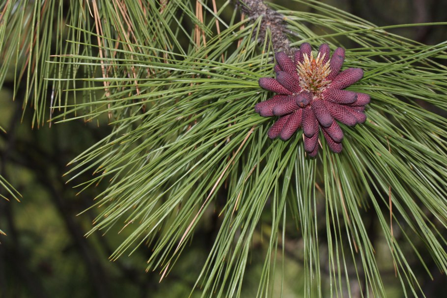 Сосна желтая Скальная Pinus Ponderosa scopulorum