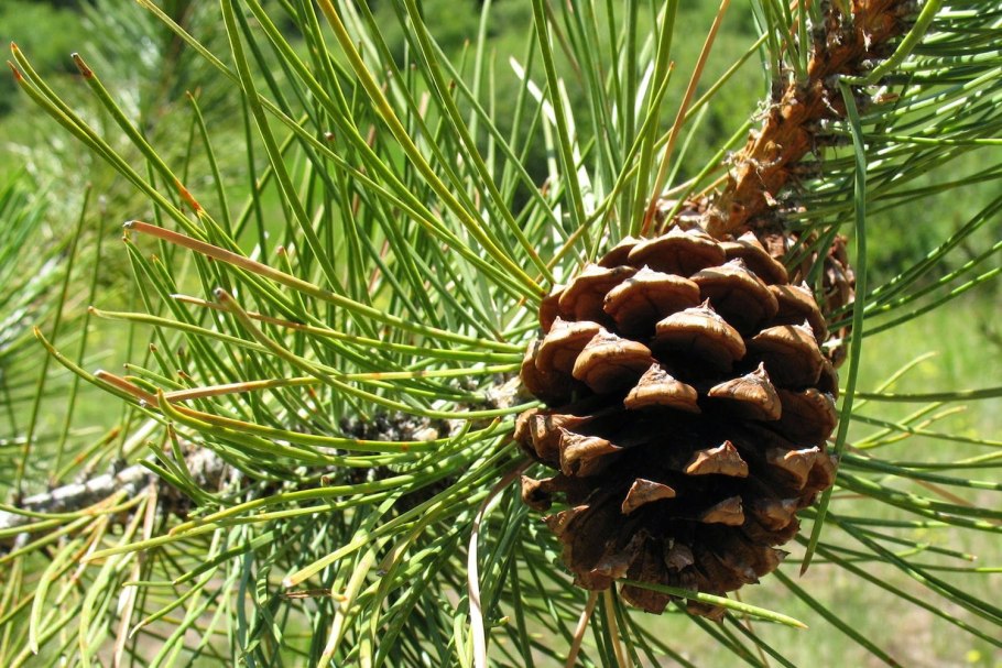 Сосна Орегонская(Ponderosa)