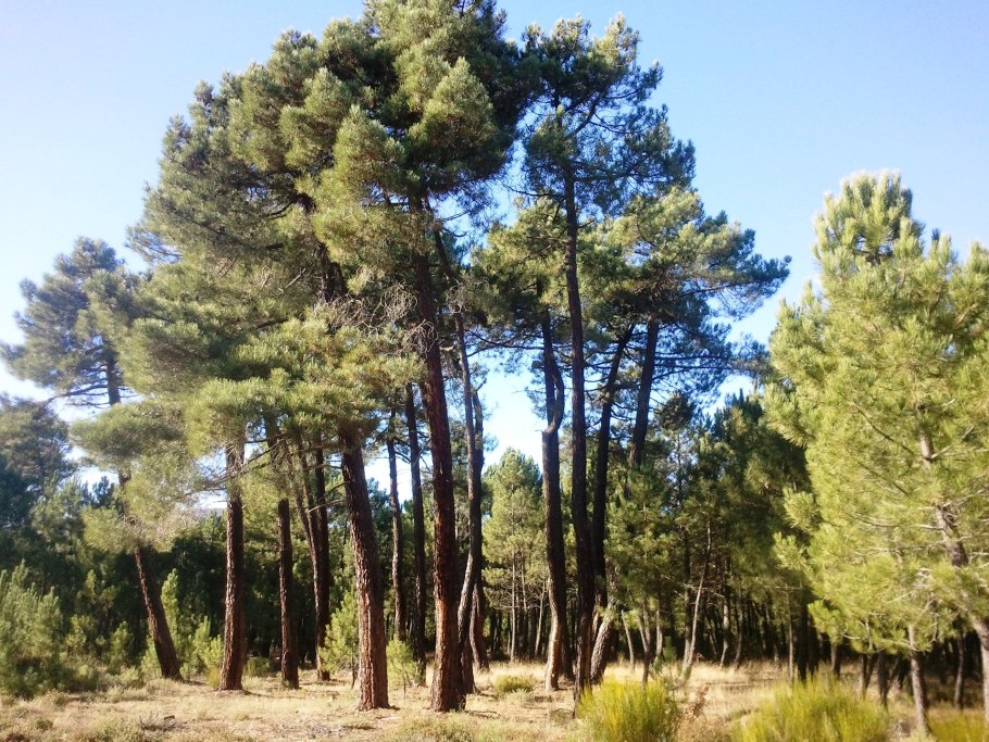 Сосна желтая (Ponderosa Pine)