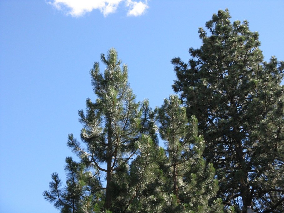 Pinus brachyptera