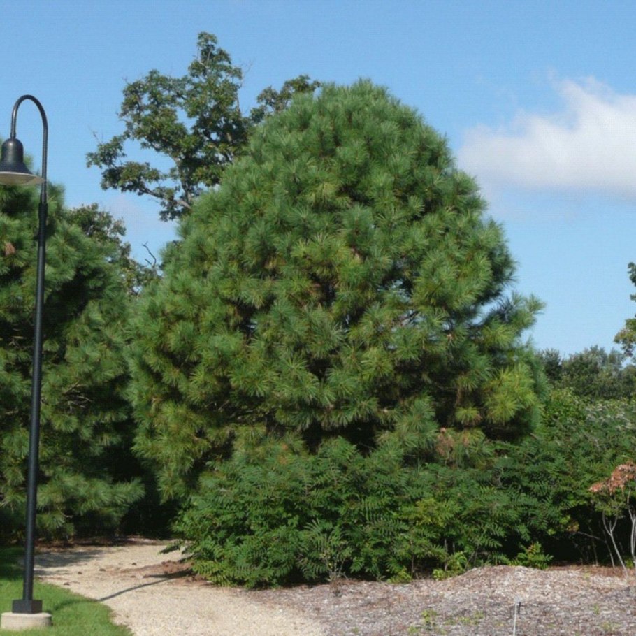 Pinus Ponderosa бонсай