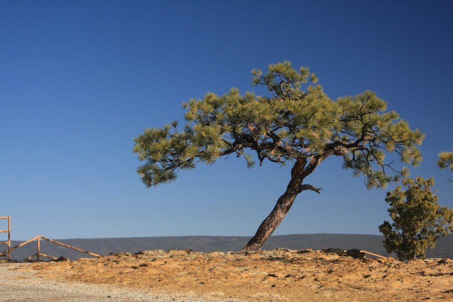 Pinus brutia