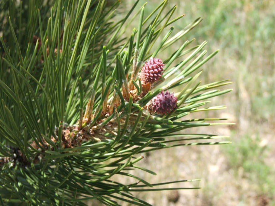 Pinus ponderosa