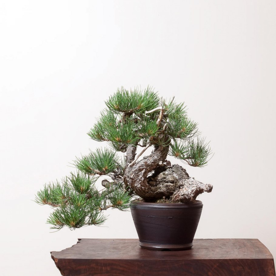 Pharnacia Ponderosa
