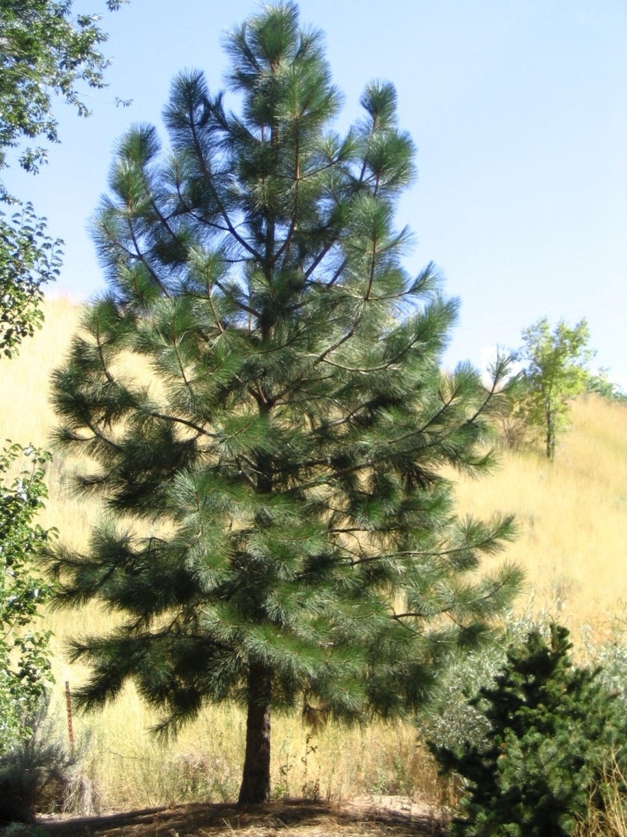 Ponderosa