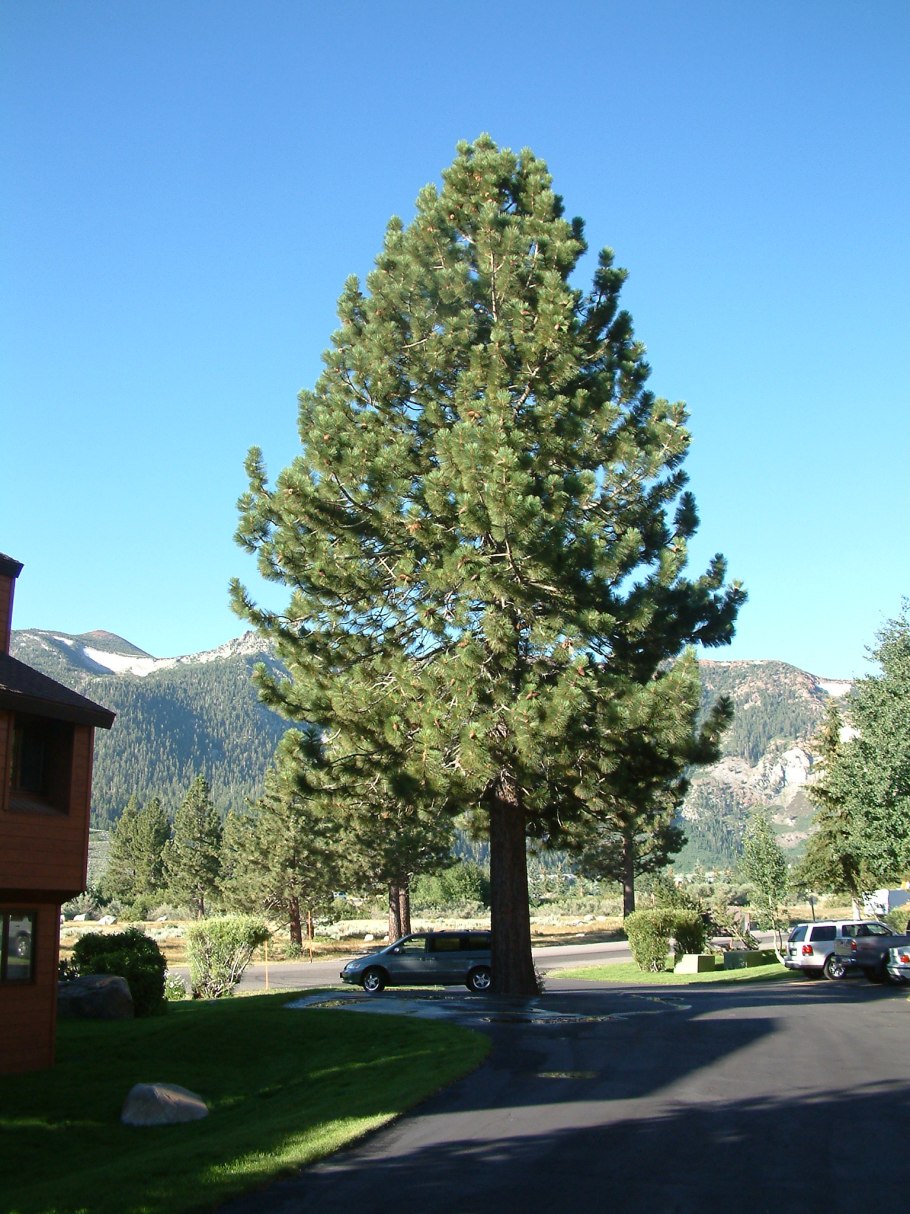 Pinus ponderosa var scopulorum