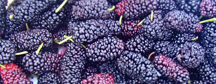 Black Mulberry