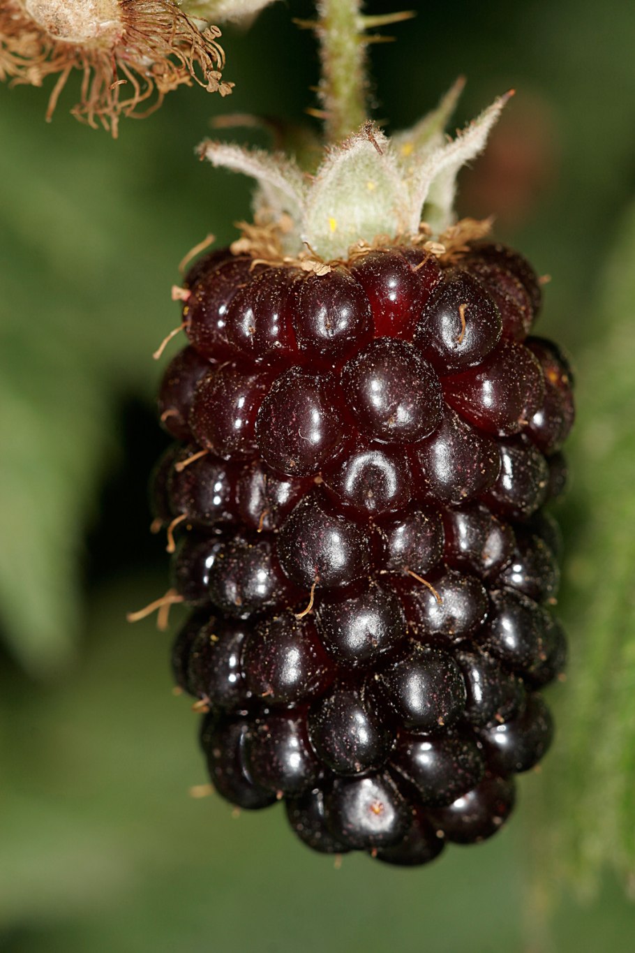 Ежемалина 'Tayberry Medana'