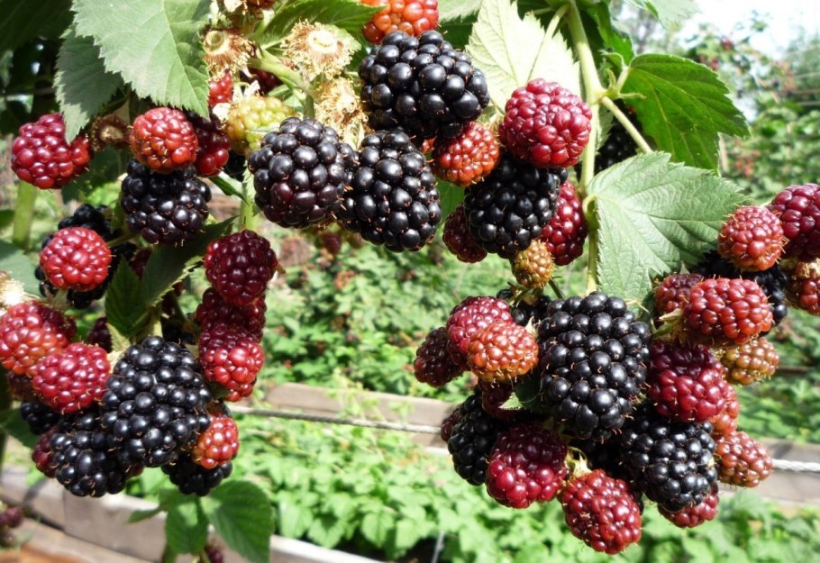 Mulberry Berry