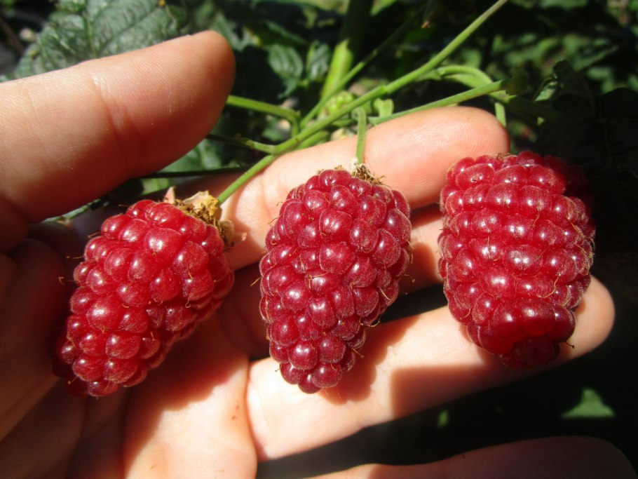 Ежемалина 'Boysenberry'