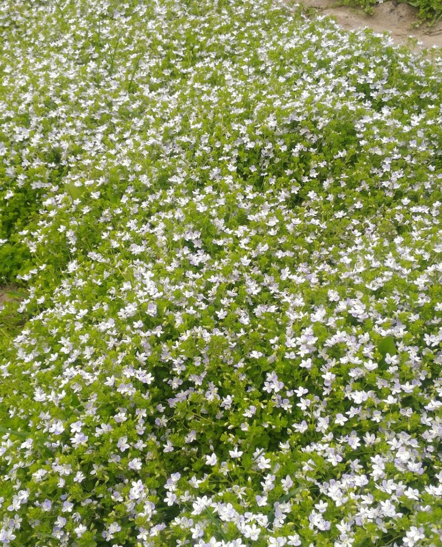 Вероника нитевидная или ползучая