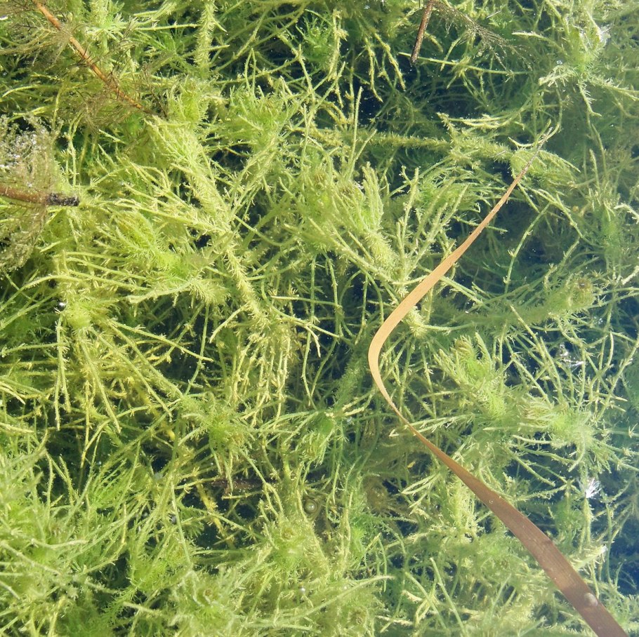 Хара щетинистая