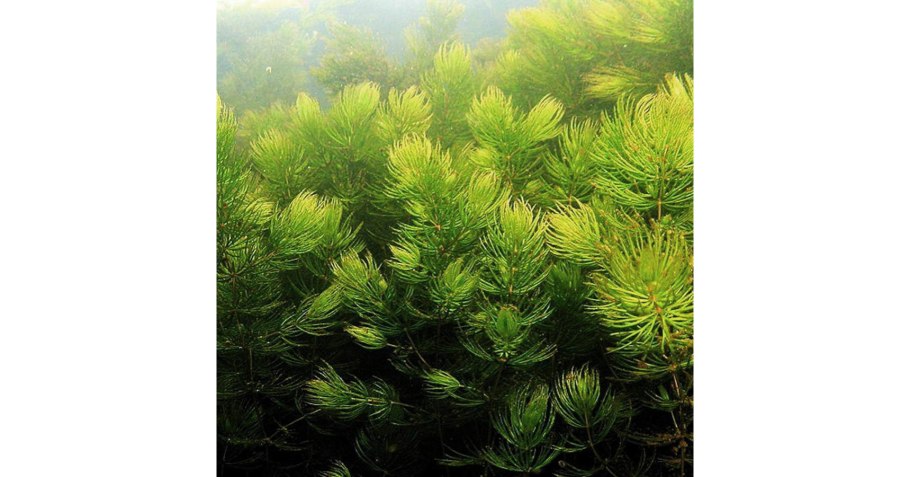 Myriophyllum verticillatum