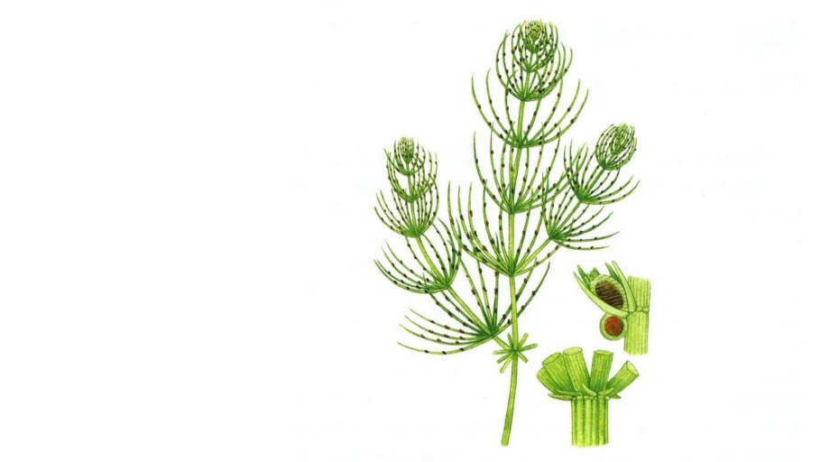 Хара водоросль