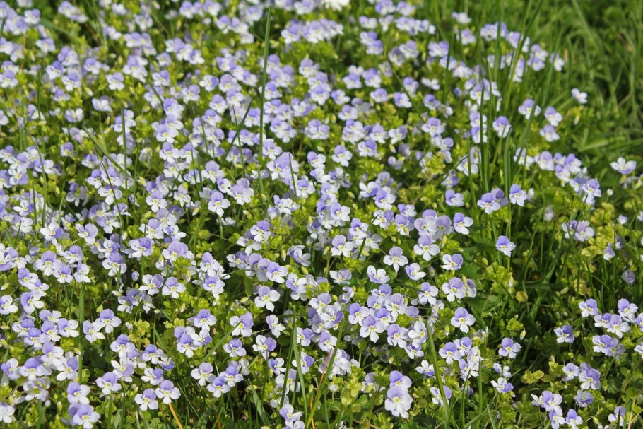 Спаржа кладофора цикорий