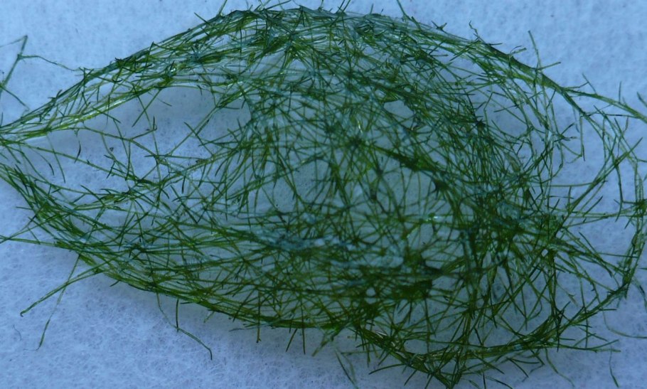 Роголистник аквариумное растение