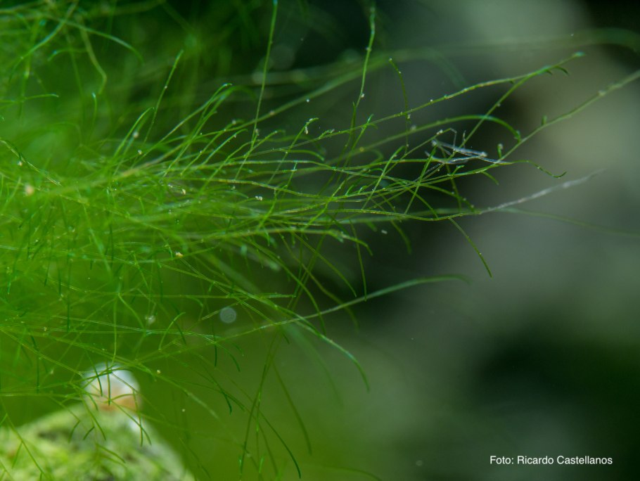 Кладофора нитчатая