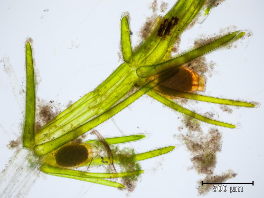 Хара нитевидная водоросль