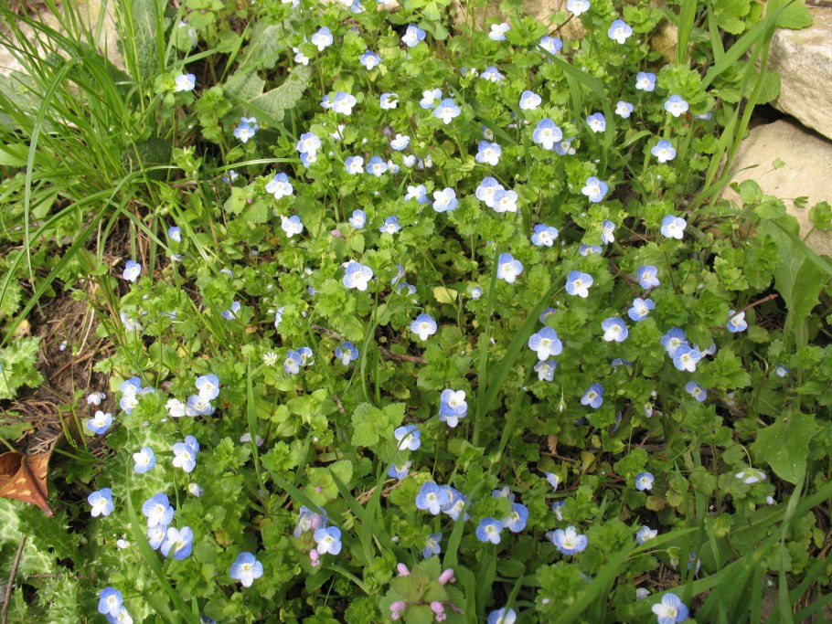 Вероника нитевидная