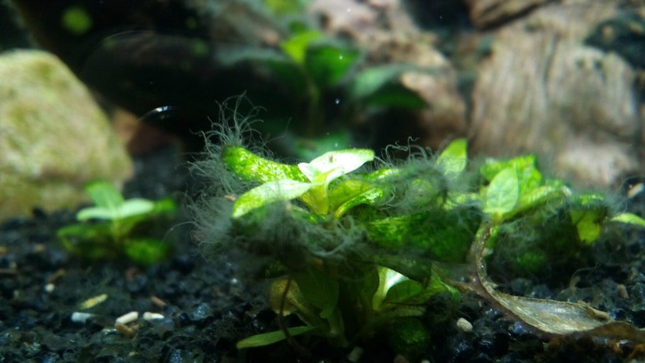 Водоросли в пруду