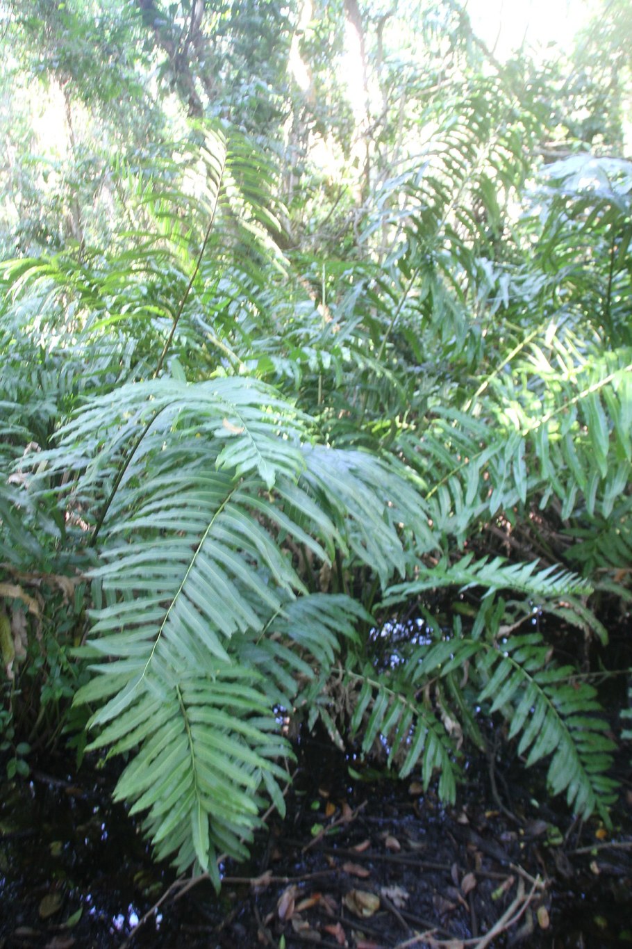 Папоротник Acrostichum Aureum