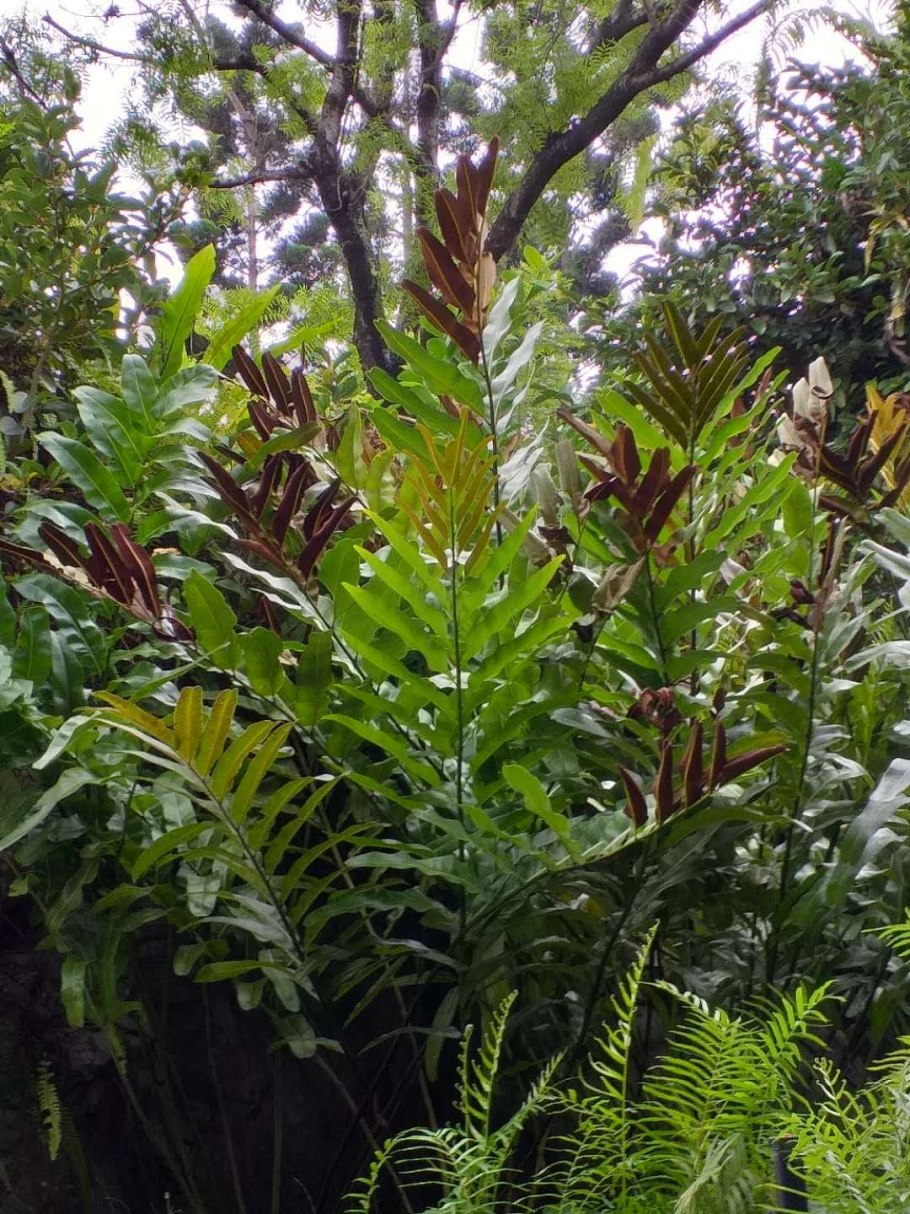 Папоротник Акростихум рисунок