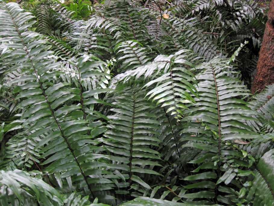 Астрофитум каприкорне минор