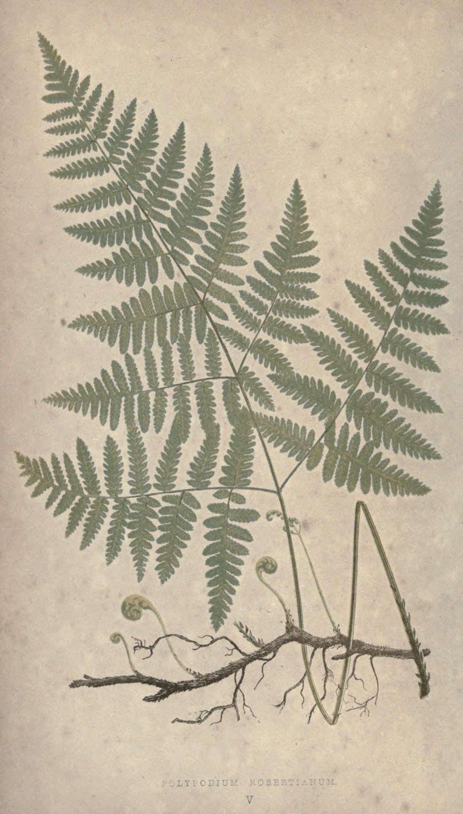 Микрофотография тканей клетки растения