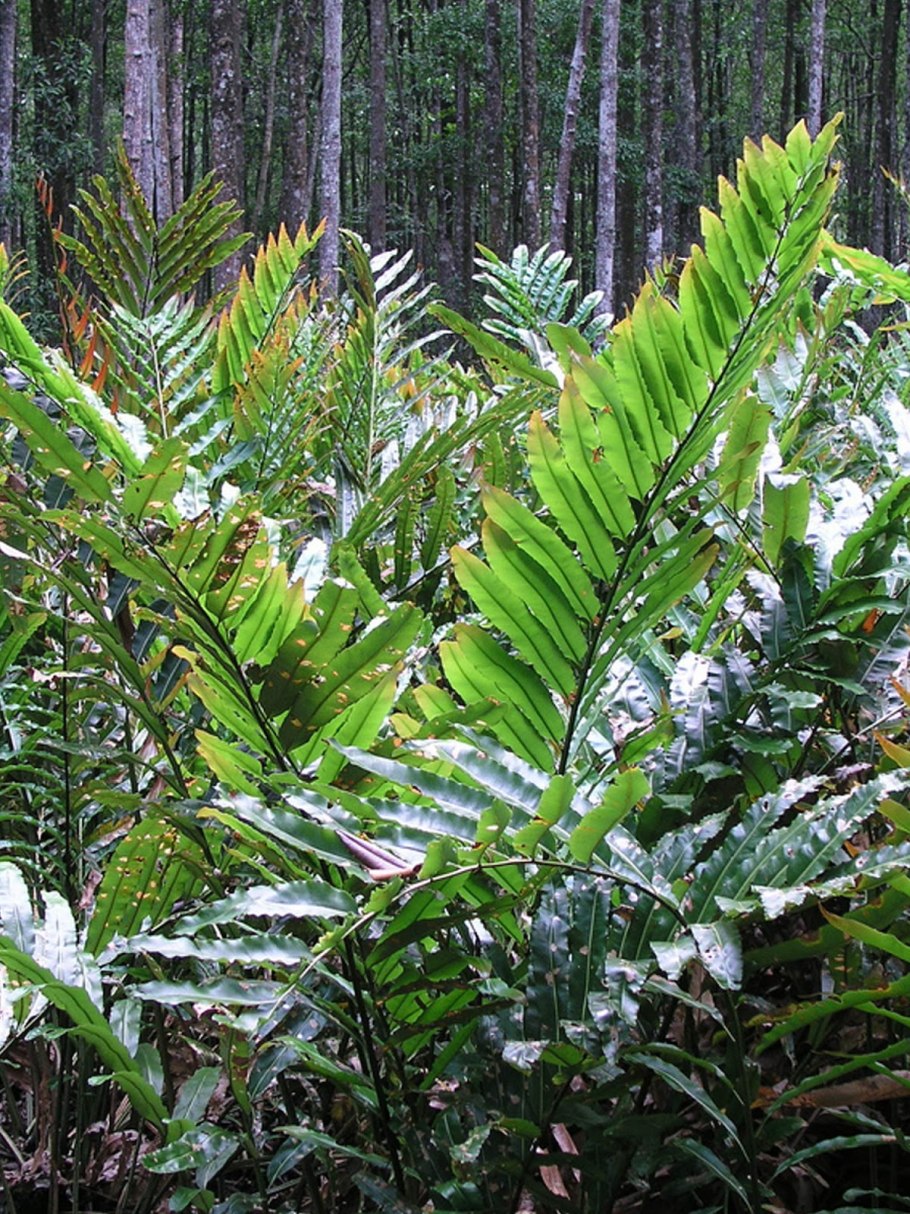 Папоротник Акростихум