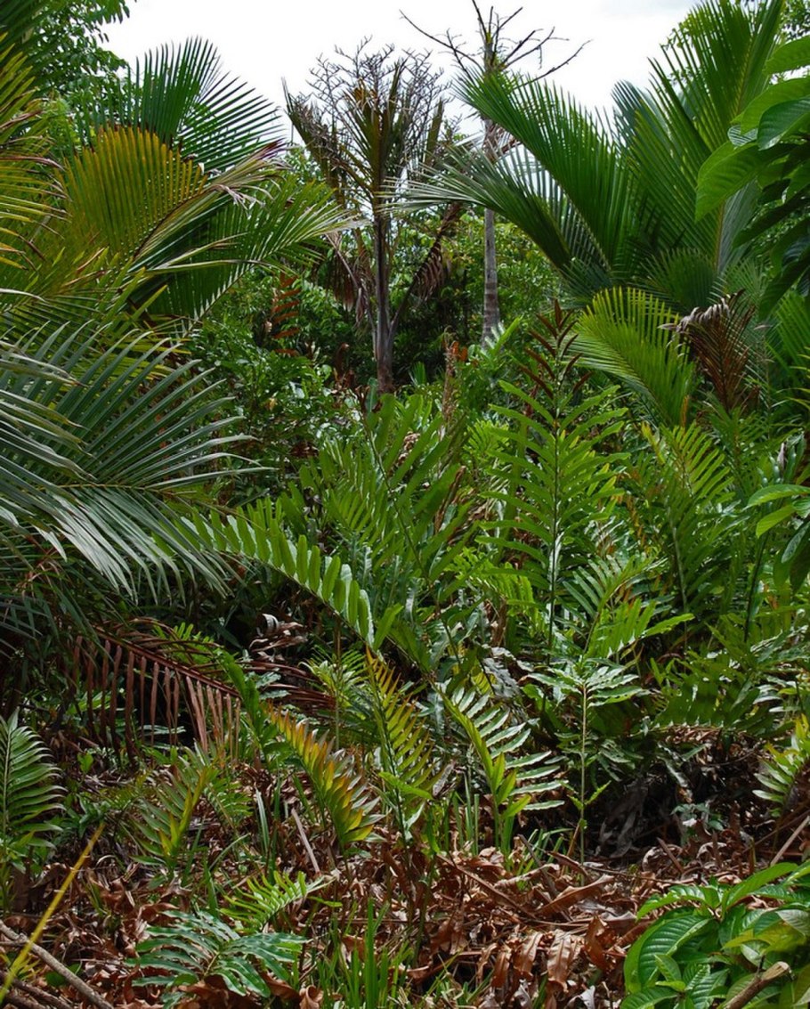 Acrostichum speciosum