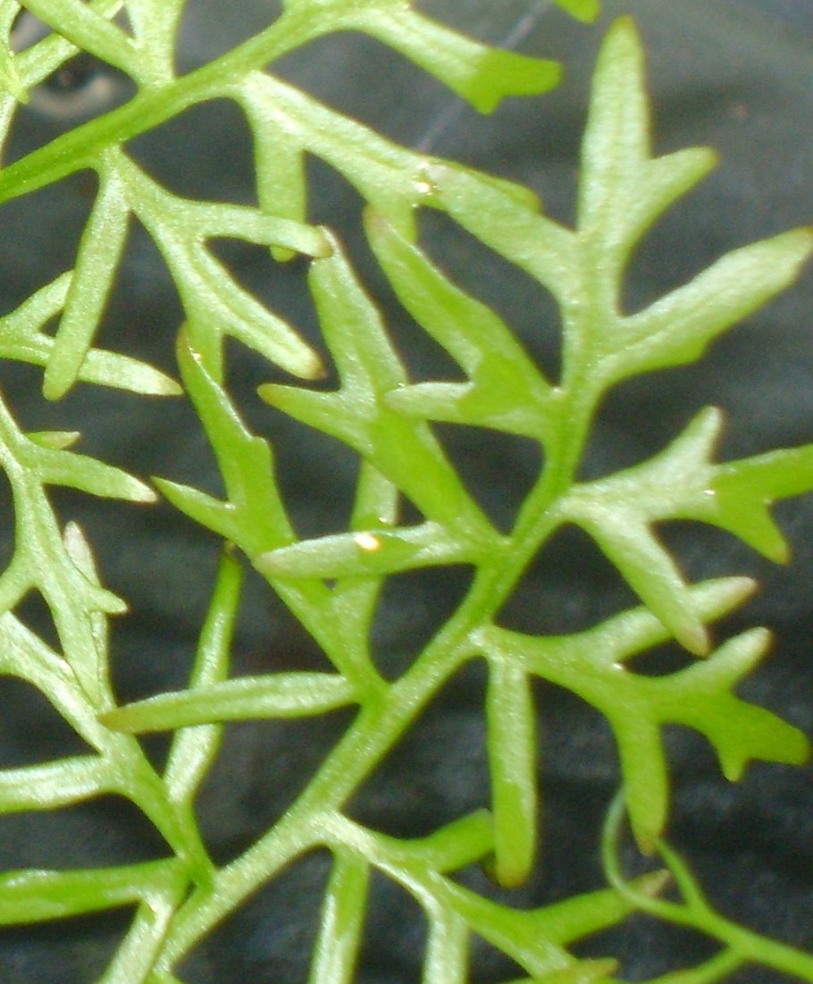 Habitat ecology Zone