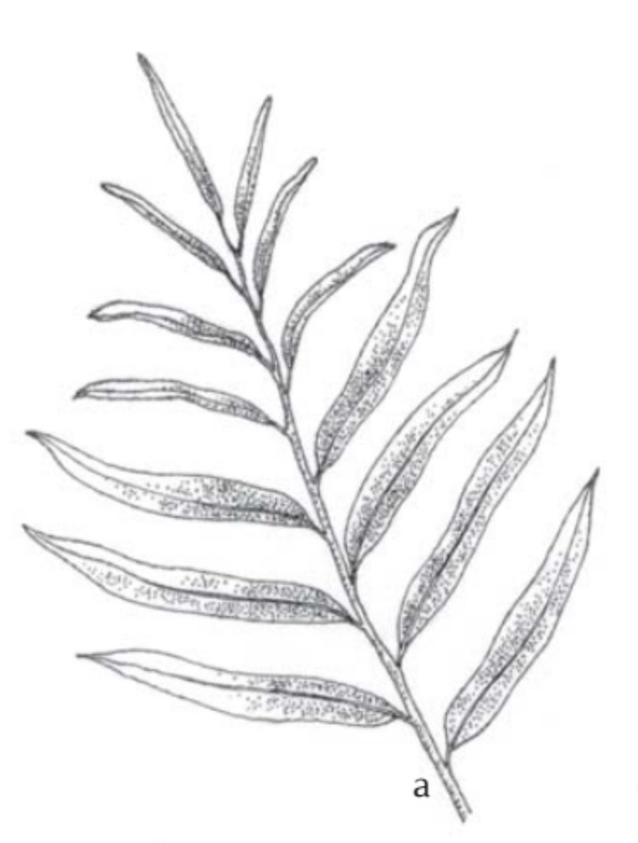 Папоротник Phlebodium Aureum undulatum