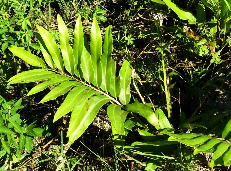 Папоротник Фризелла