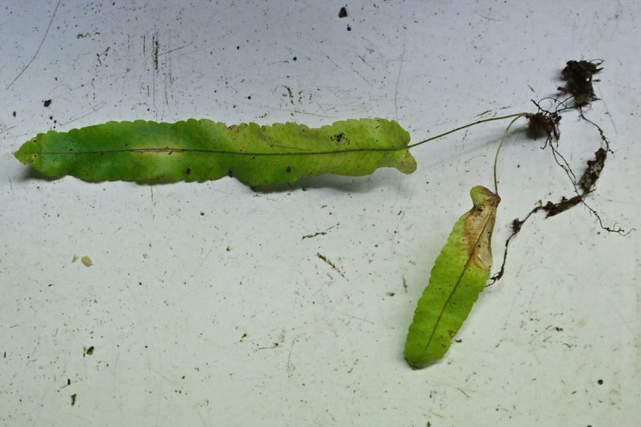 Семенные папоротники рисунок