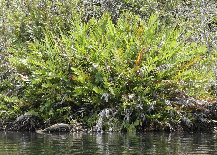 Папоротник Многорядник