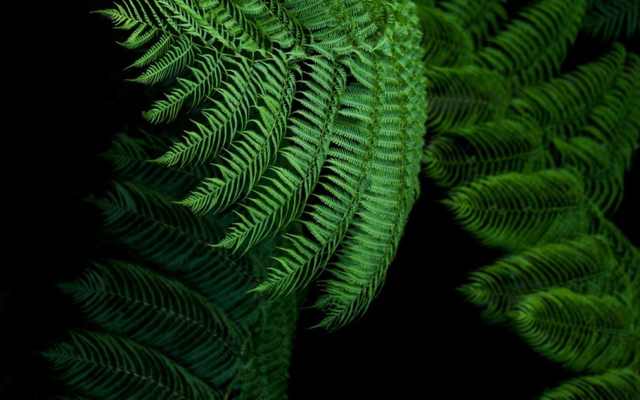 Папоротник Акростихум