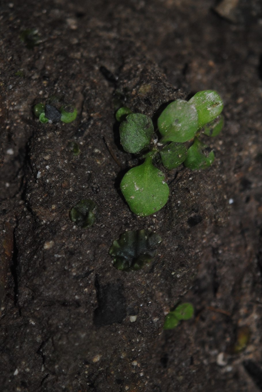 Elaphoglossum Metallicum