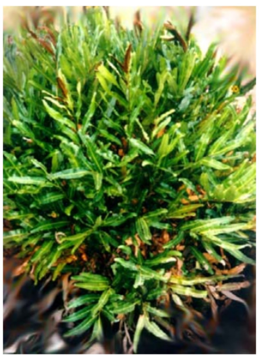 Фегоптерис рисунок