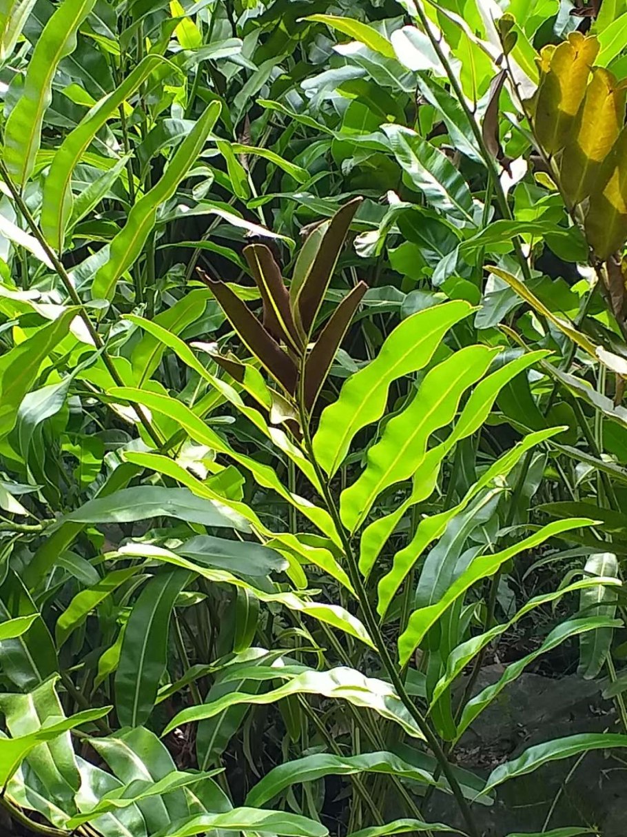 Папоротник Hymenophyllum