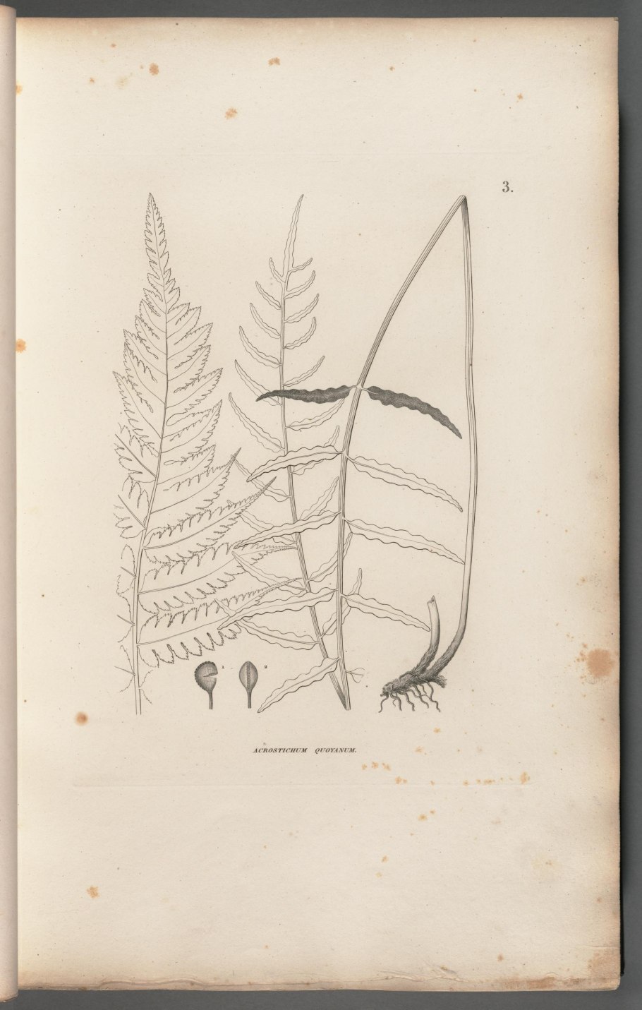 Утюг Rowenta dw5210f1