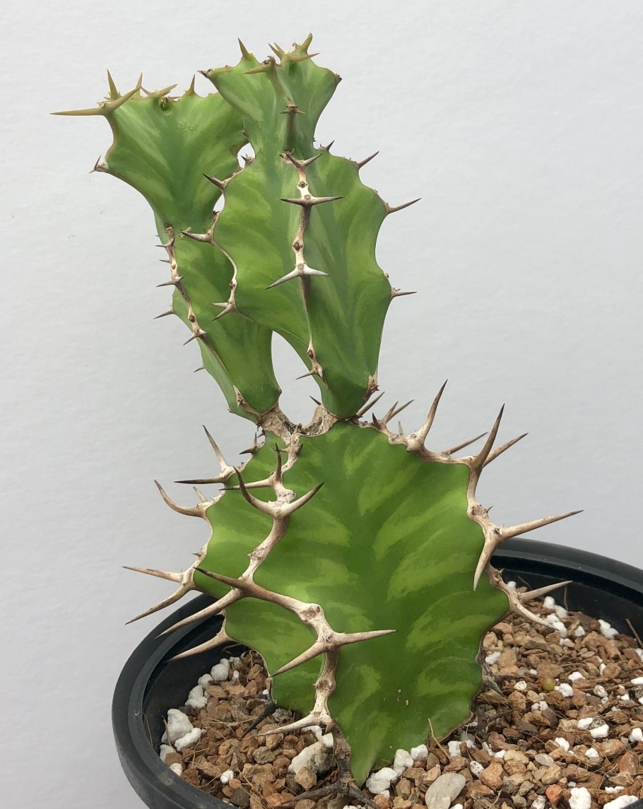 Euphorbia brachyphylla