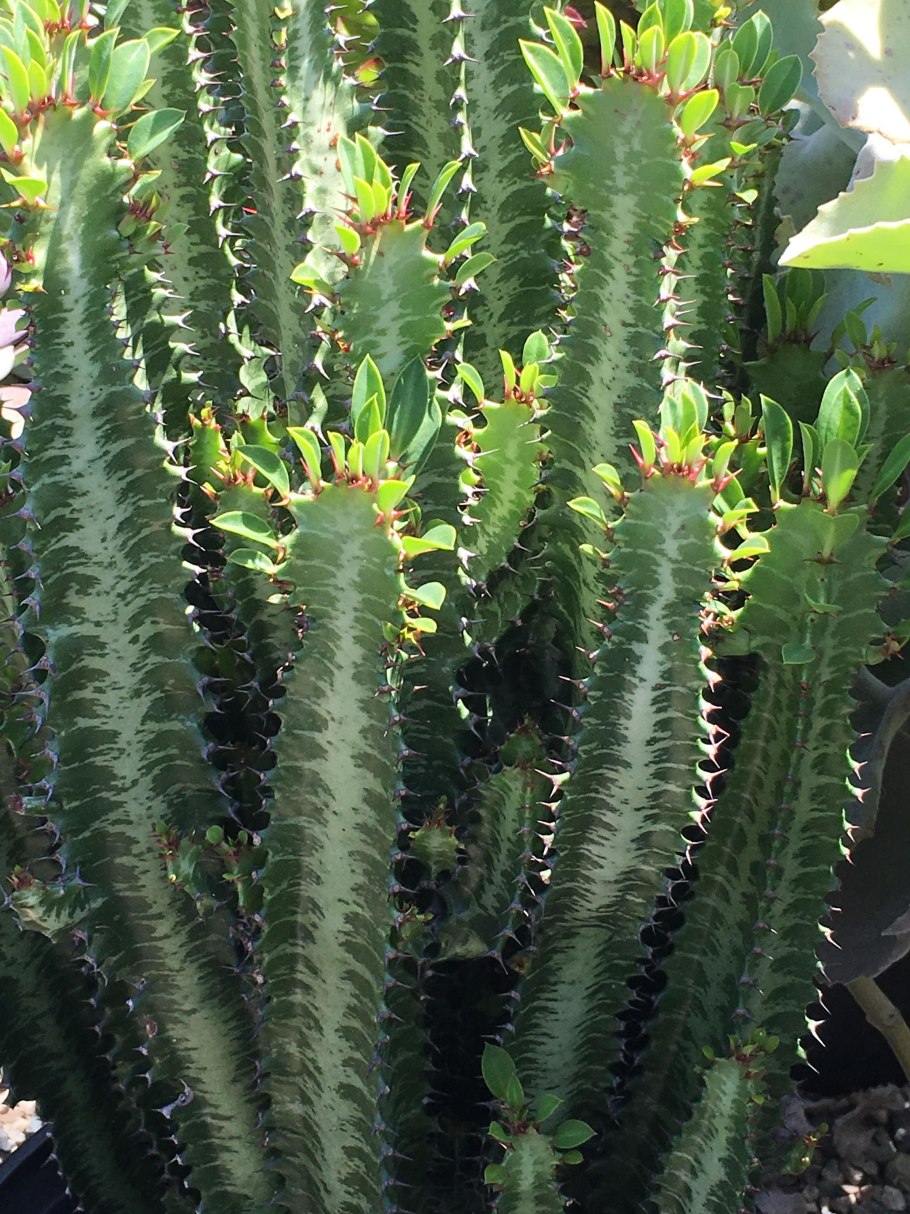 Молочай трехгранный