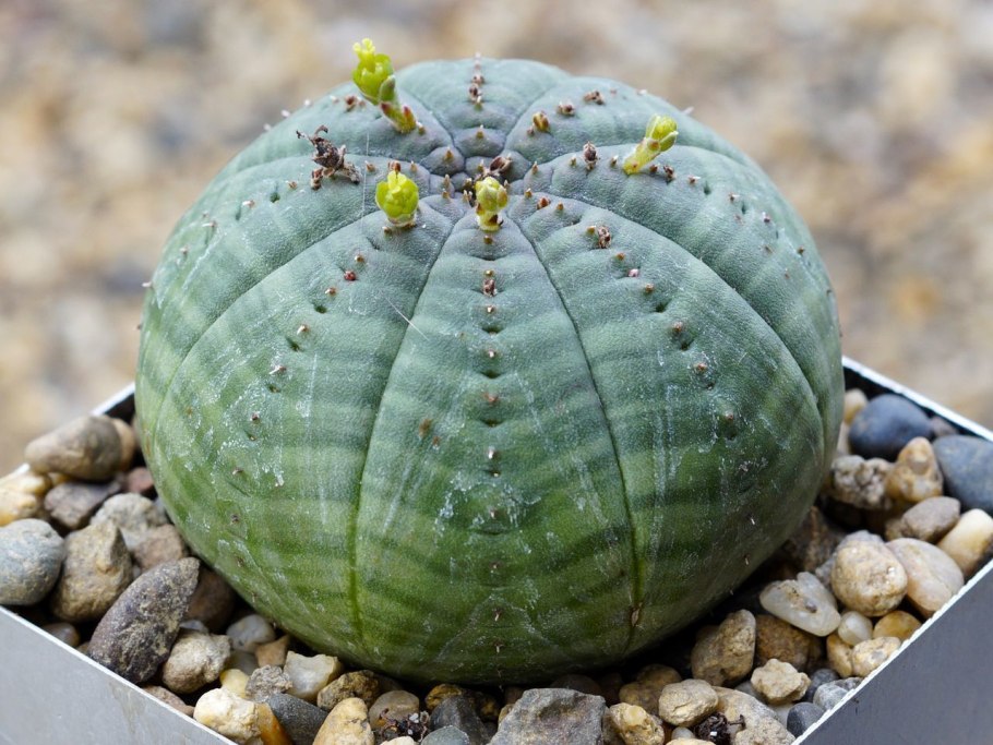 Euphorbia pseudocactus