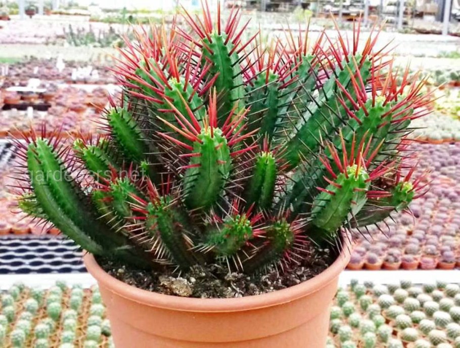 Кактус молочай трехгранный