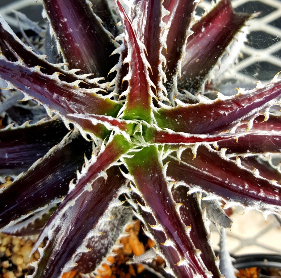 Dyckia goiana